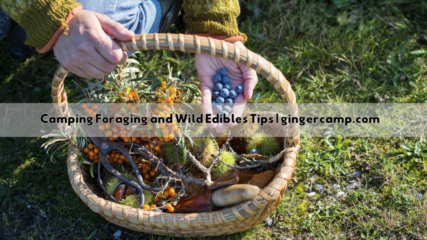 Camping Foraging and Wild Edibles Tips