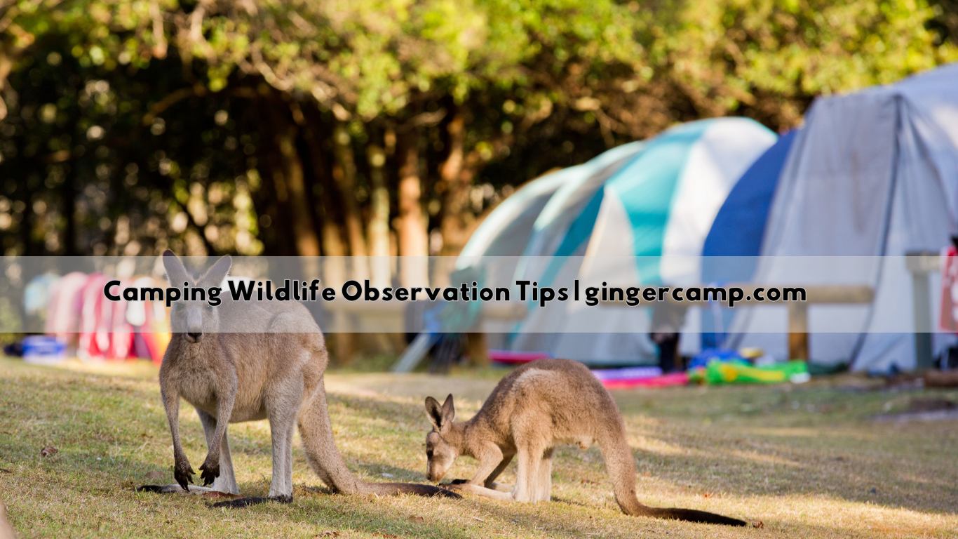 Camping Wildlife Observation Tips