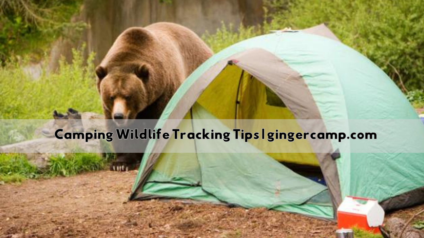 Camping Wildlife Tracking Tips